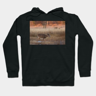 Sunset Wanderer - White-tailed deer Hoodie